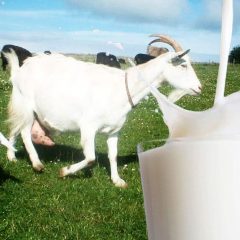 9-khasiat-ajaib-susu-kambing-yang-bikin-hidupmu-makin-sehat
